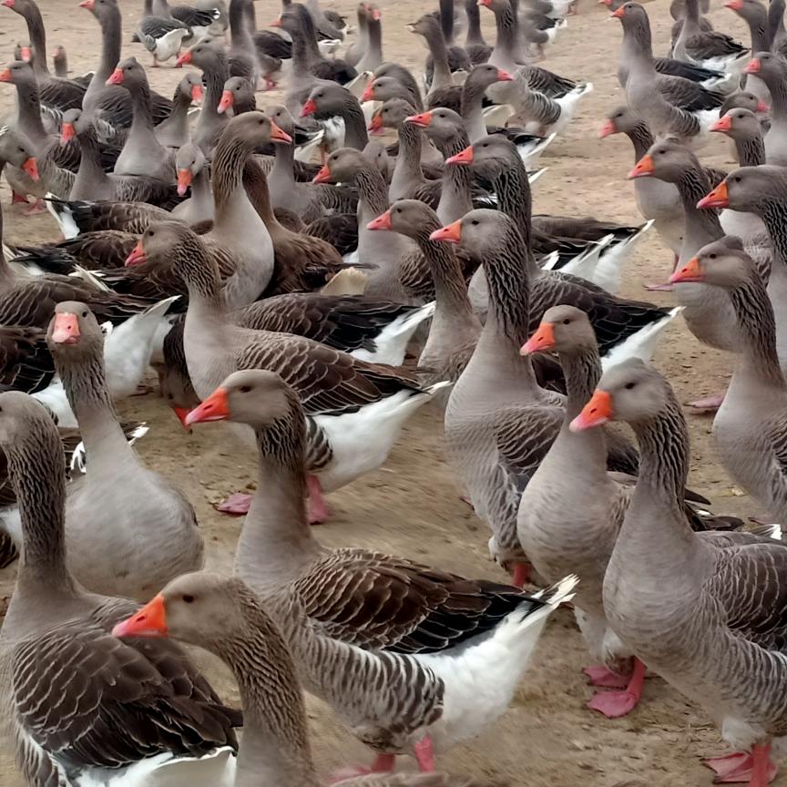 徐州铧曦鹅业联盟王效国