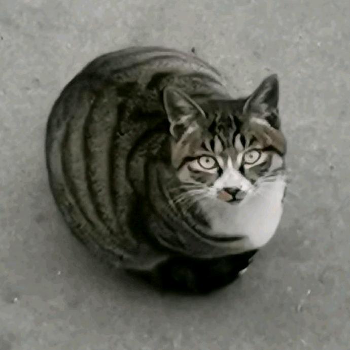 灰雪是一只猫