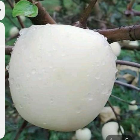 67年的羊，祝同龄人一生平安