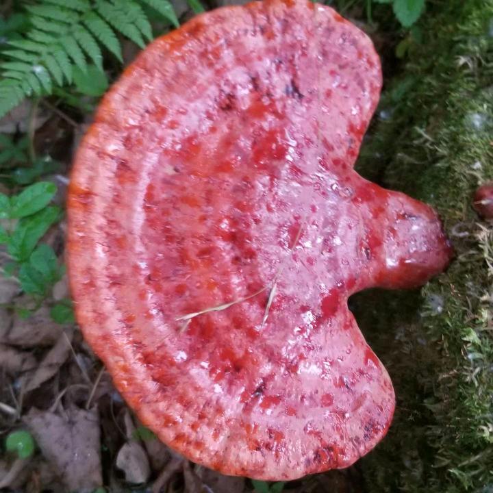 敦化市李栋生物研究所总店