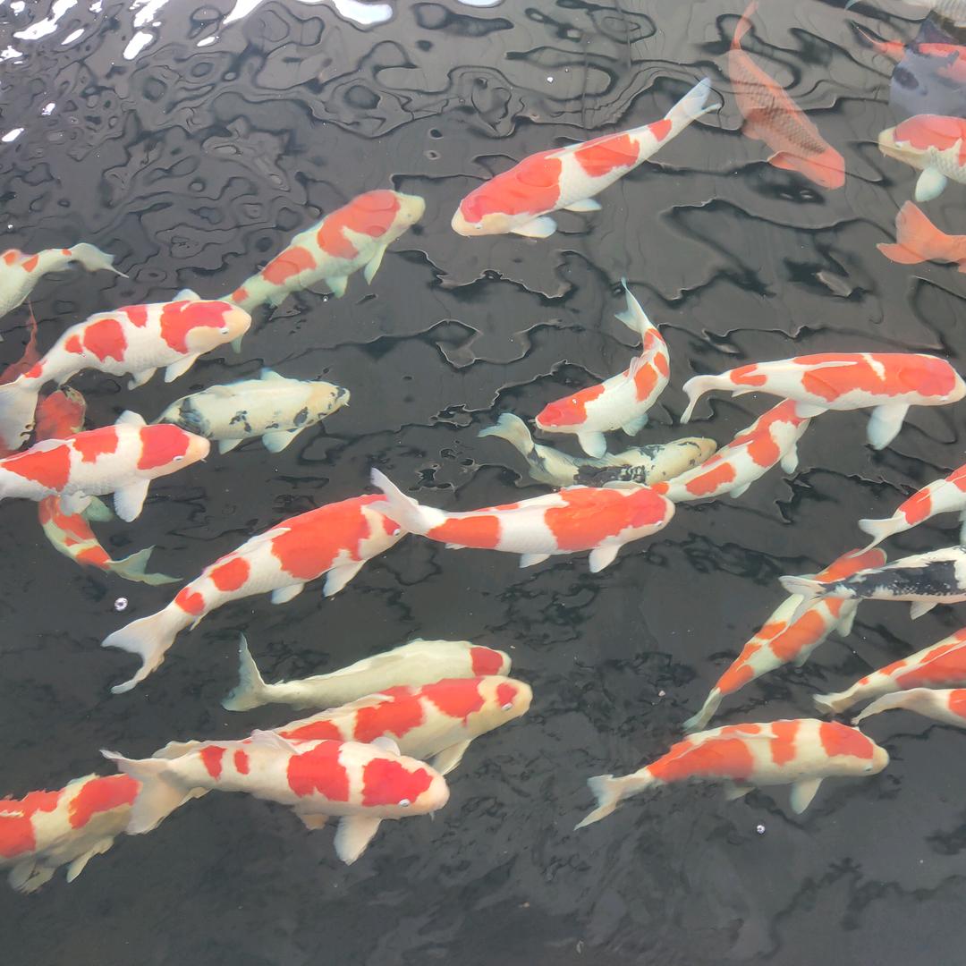 锦鲤鱼池过滤净化