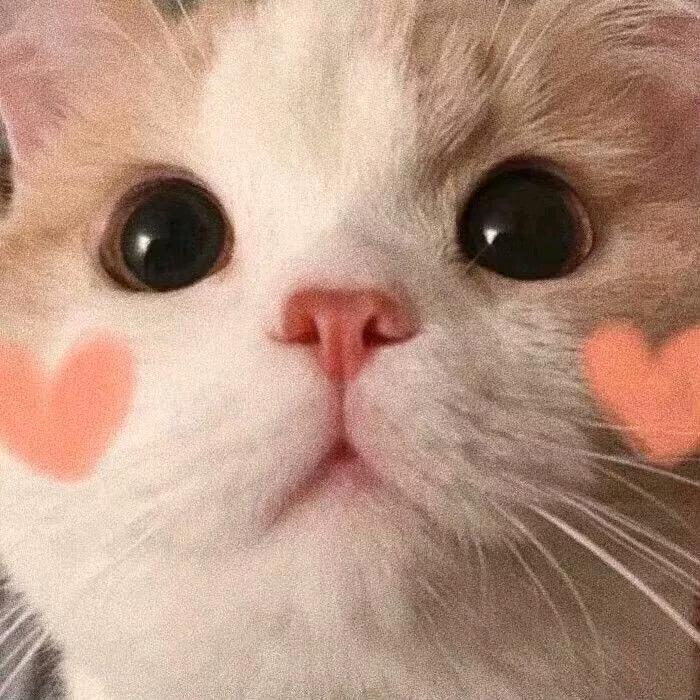 Yyyy