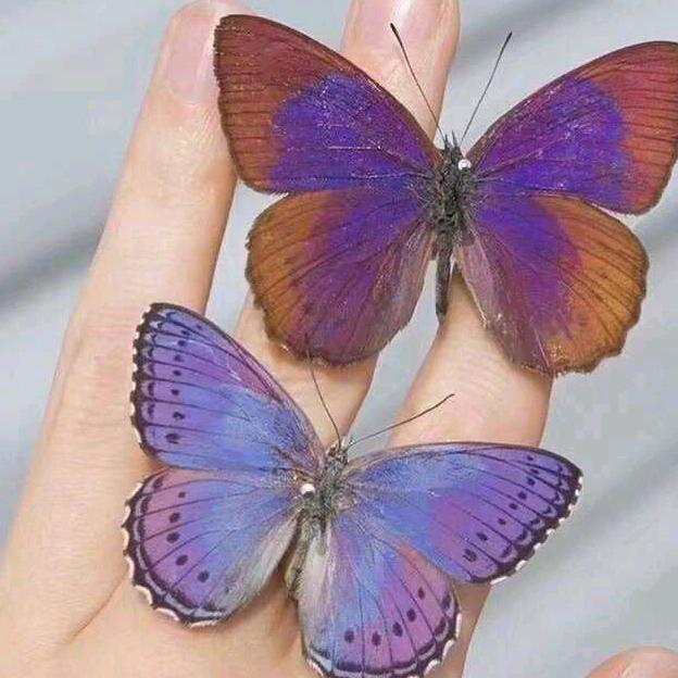 静听花开🌹🌺