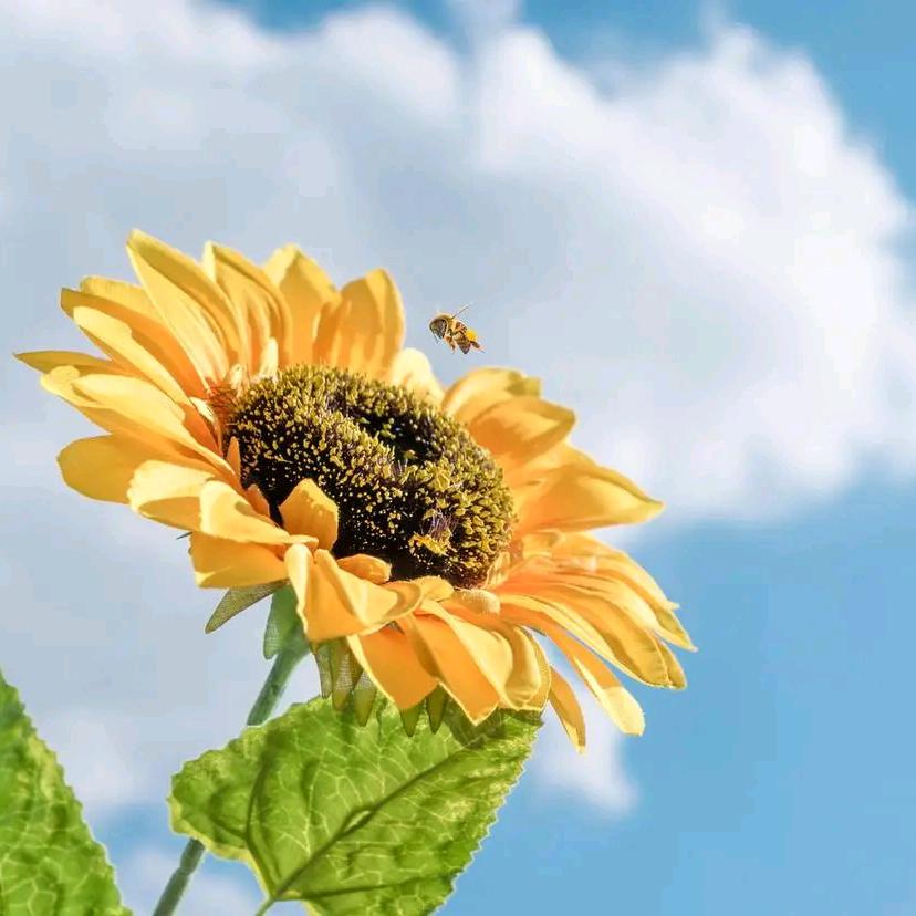 🍎芦苇薇薇🍎