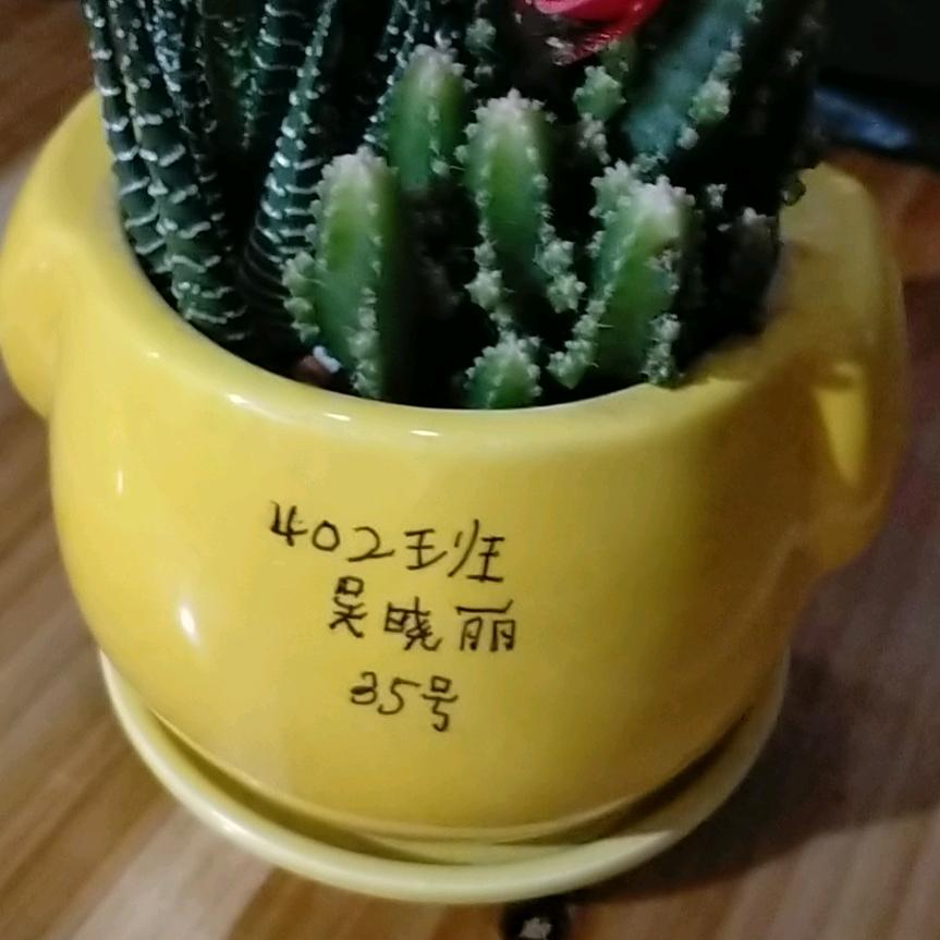 柠檬味的初夏