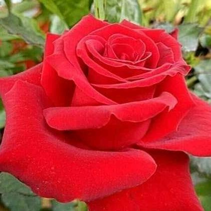 ေနရဲထက္