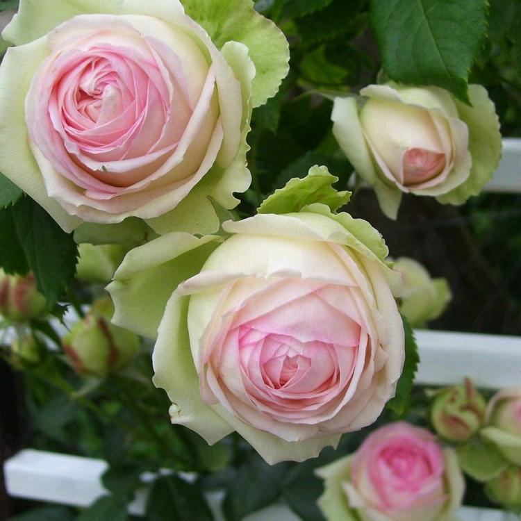 紫菀