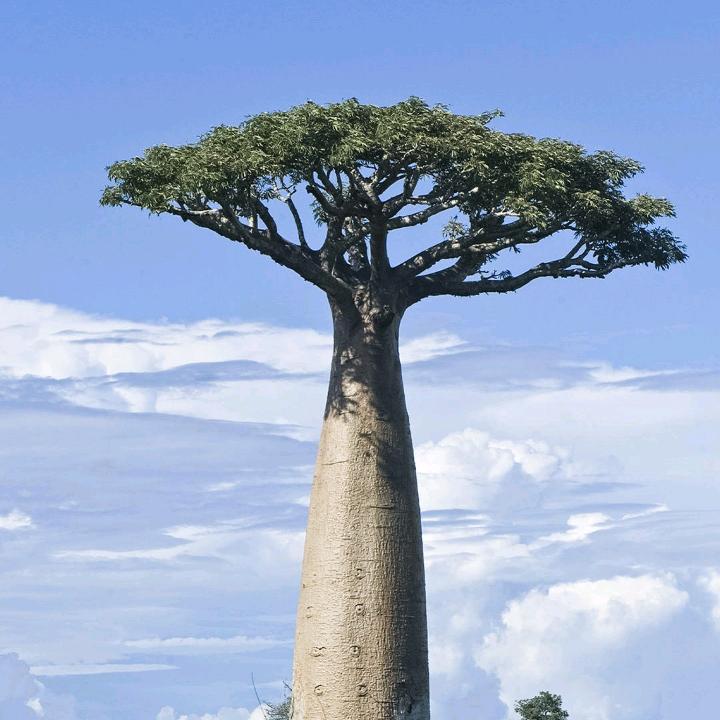 胖胖