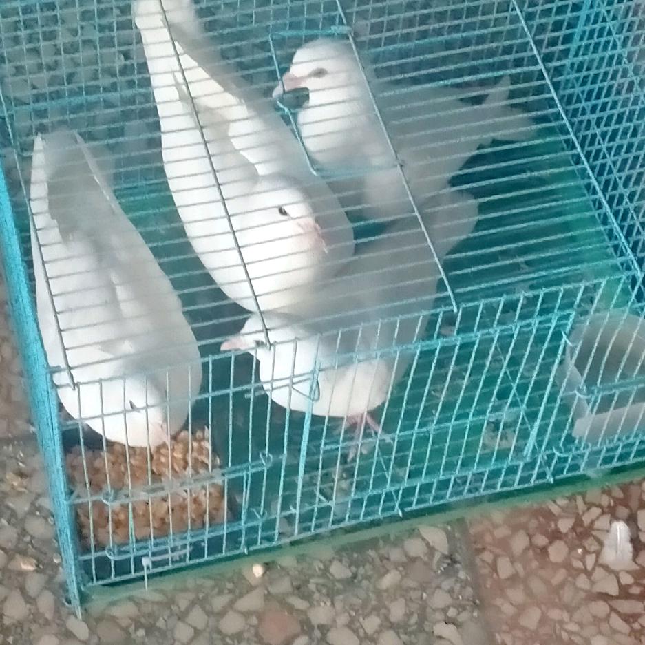 都给你吧