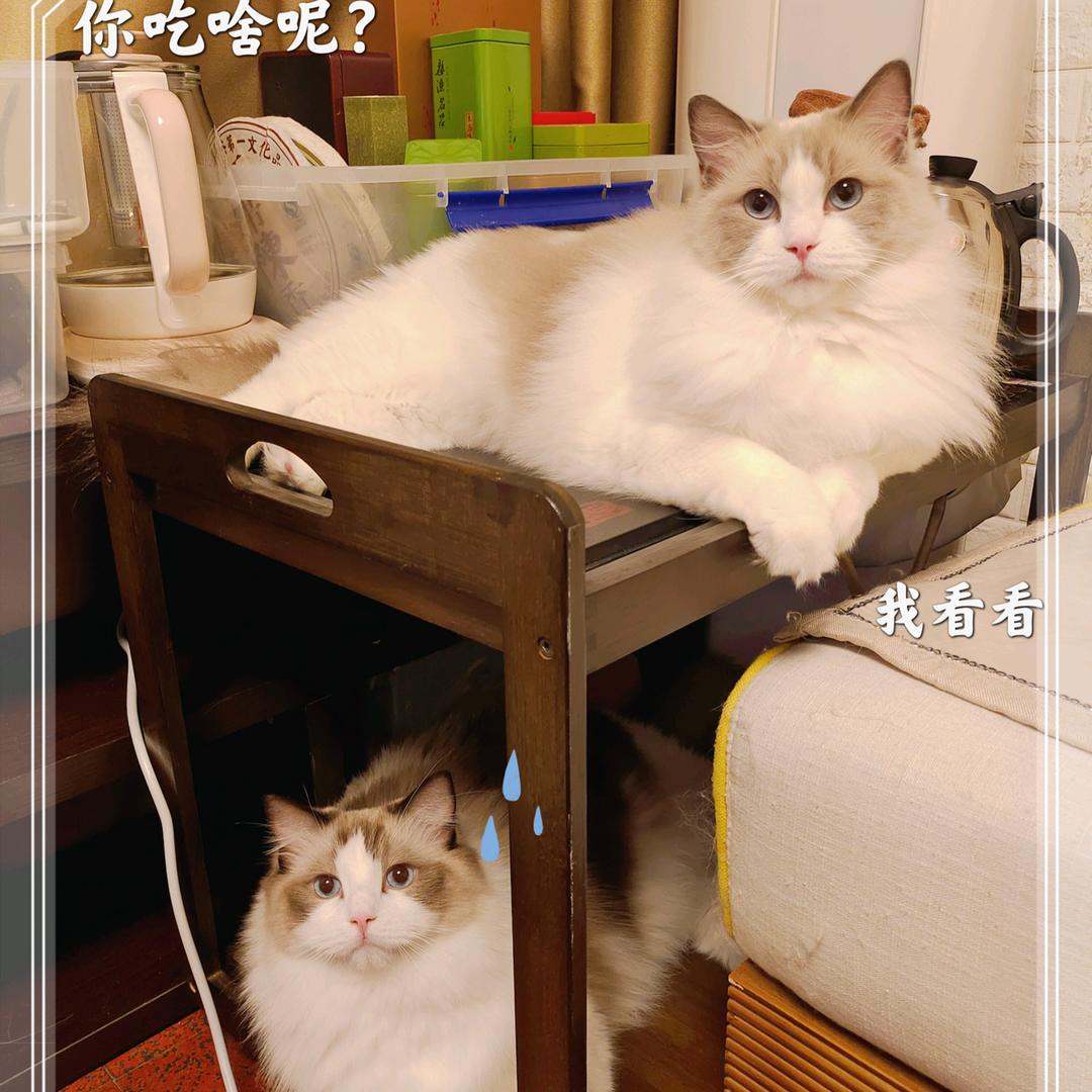 yoyo妈咪