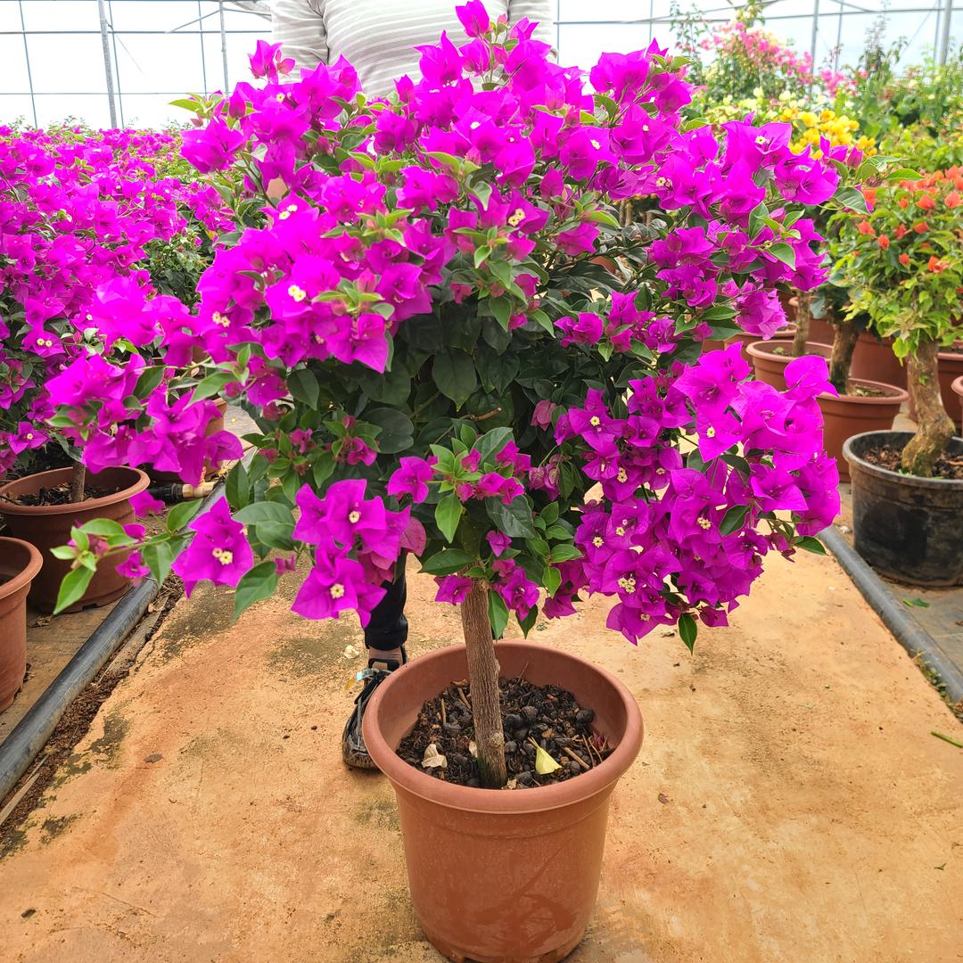 云南朴林三角梅