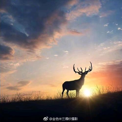 女人花