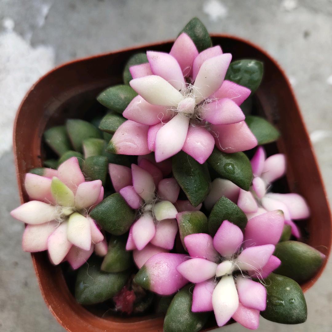 清静的❤️