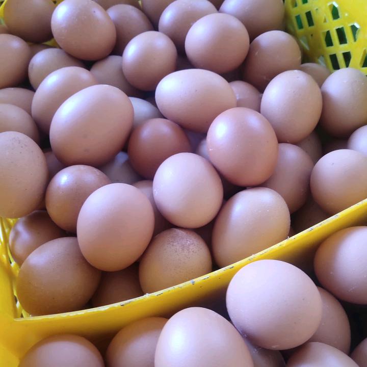 家庭农场鲜鸡蛋