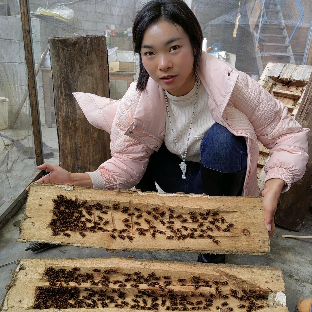 南方小艳马蜂养殖