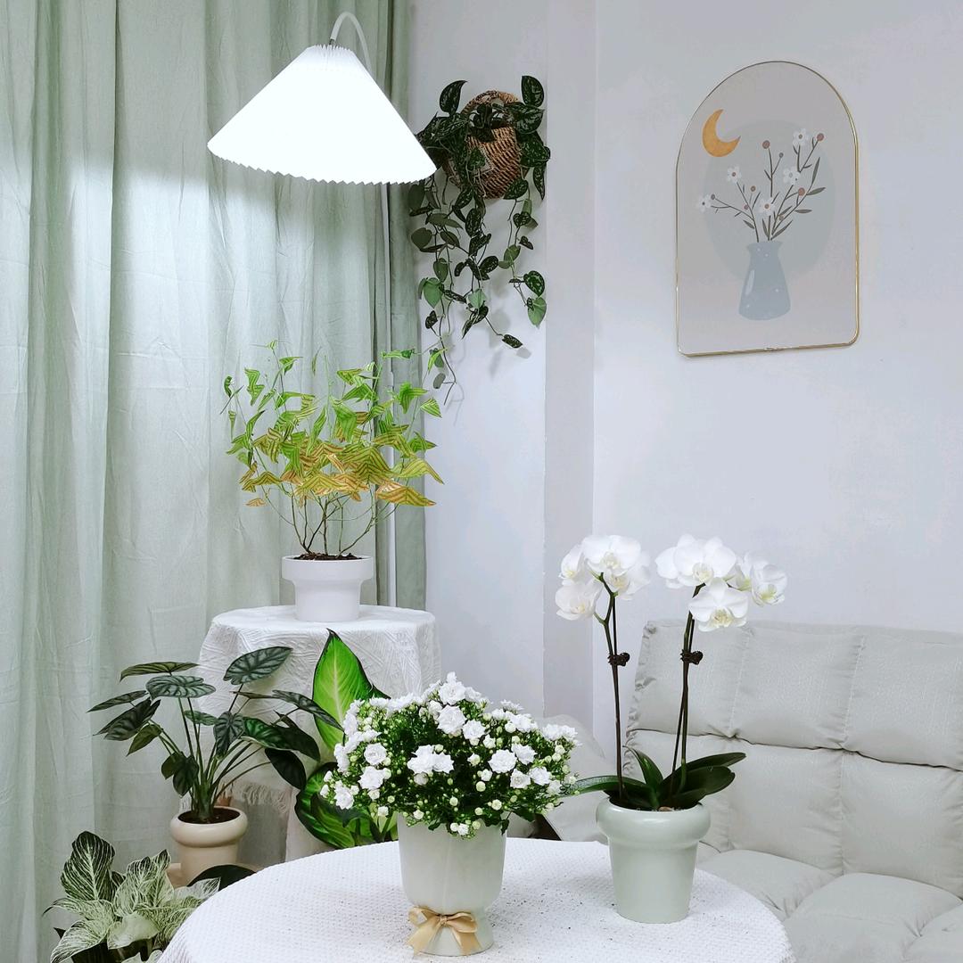 心森岚家居花卉绿植