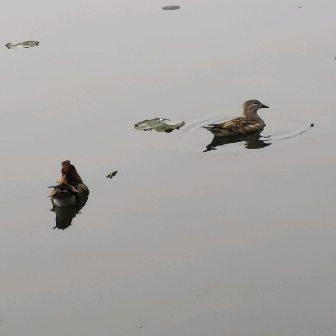 大虎