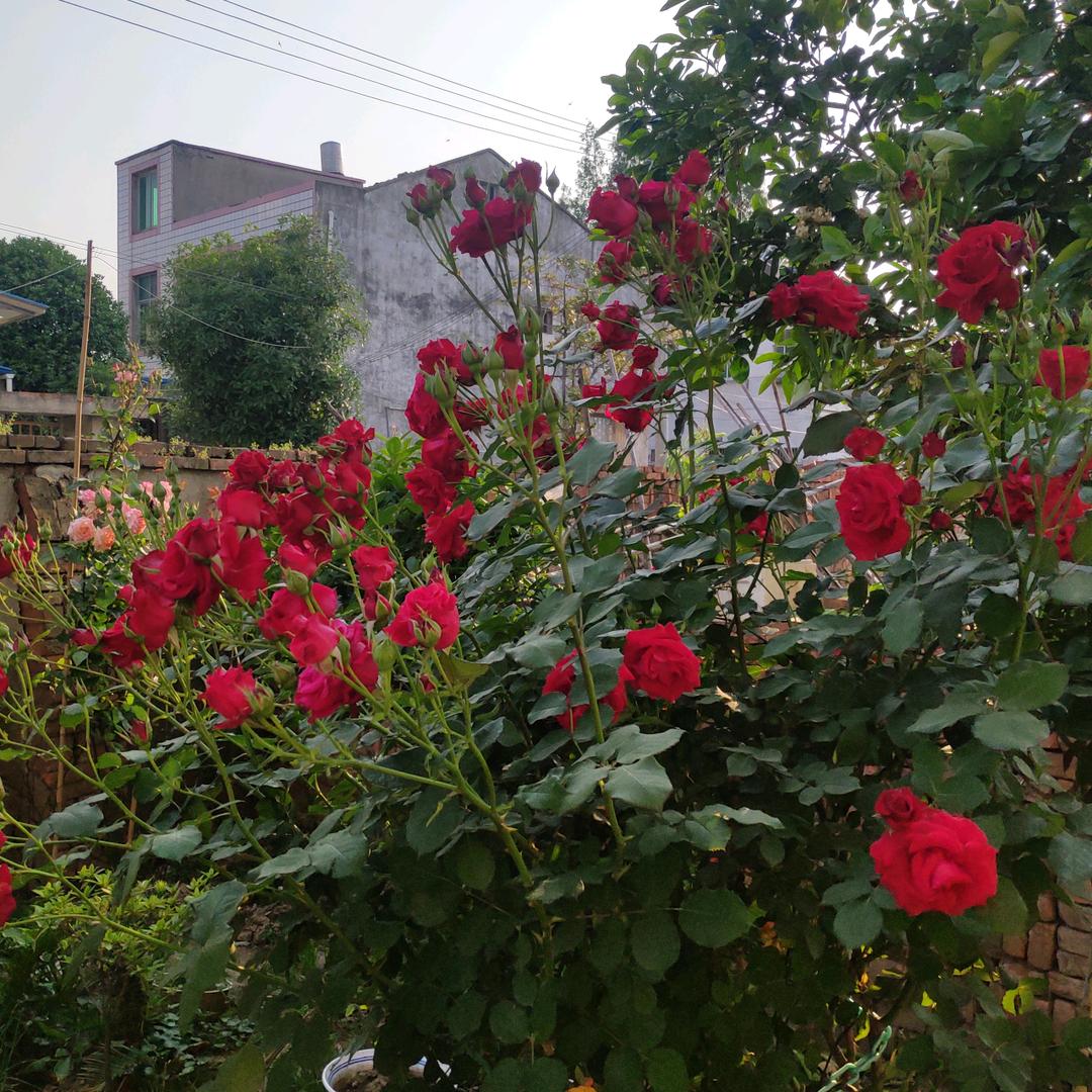 阳光总在风雨后，