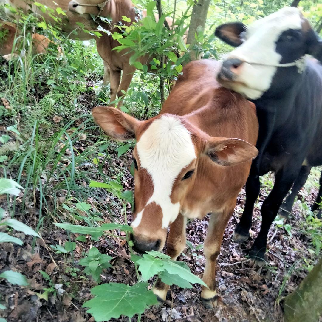 一只小黄牛🐮和一只小黑牛🐮