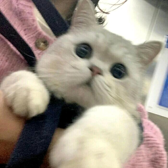 泡一泡奥利奥