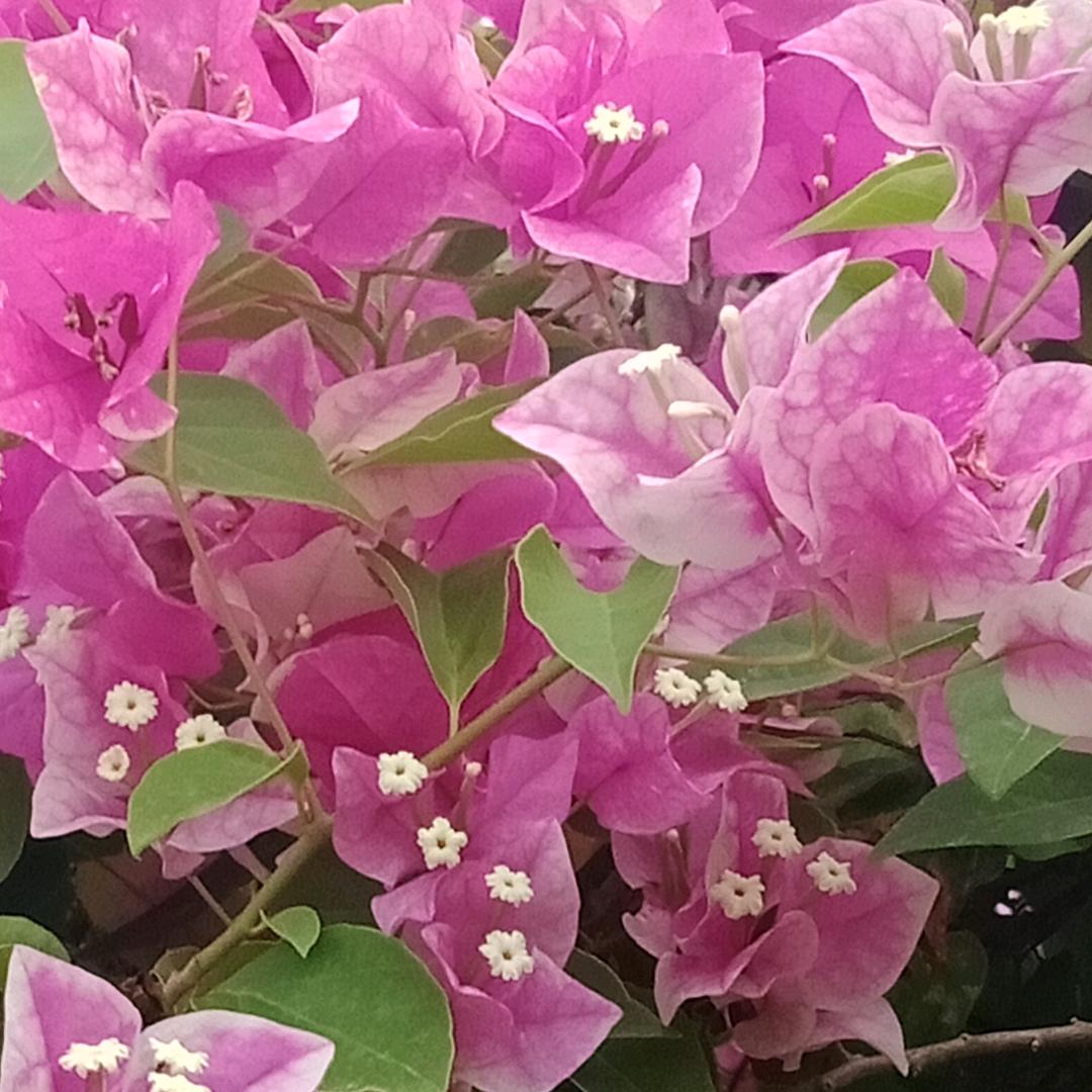 @🌸🌸🌸🌸🌸🌸