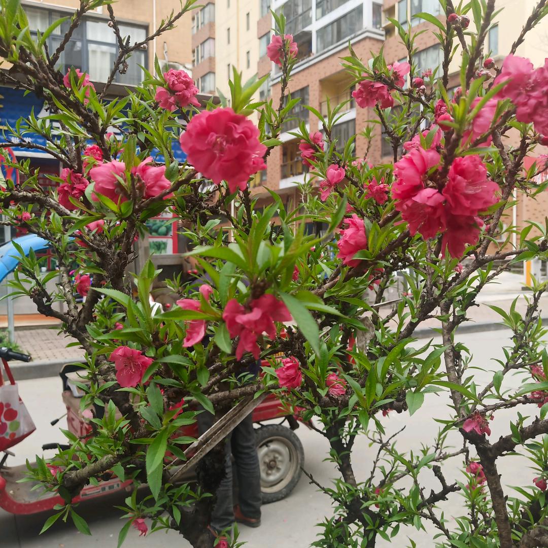 菊花姐姐