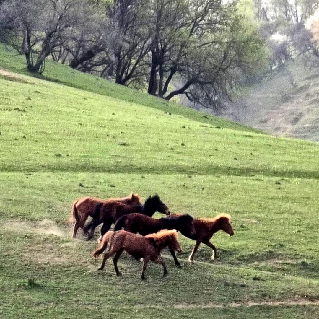 关山印象酒店小马哥