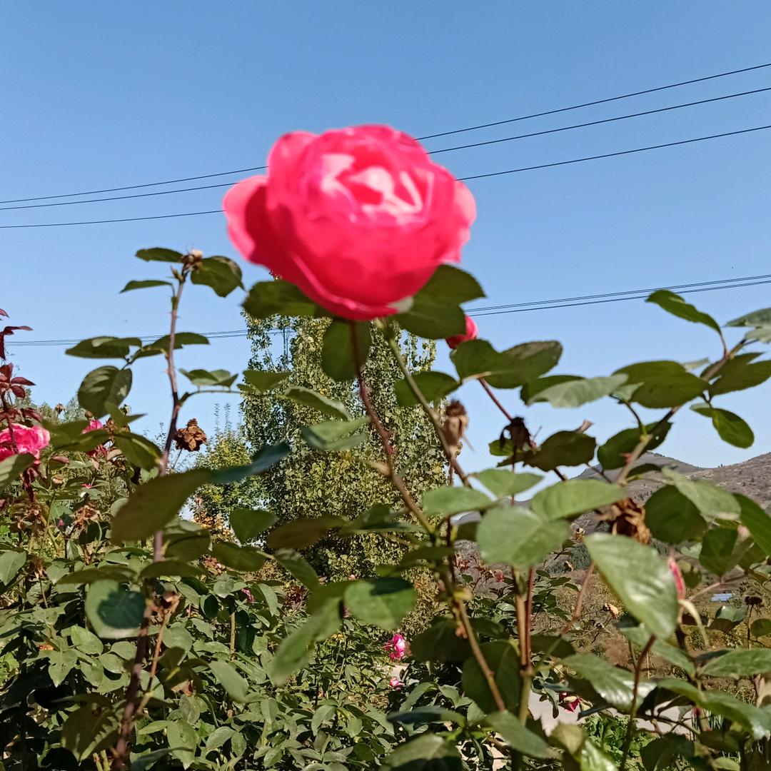 林州东姚洞上蜜蜂