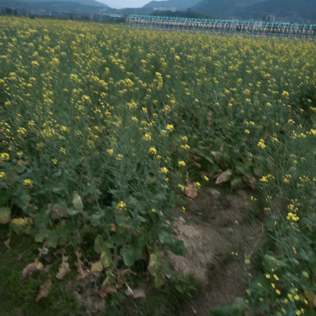 青山绿水
