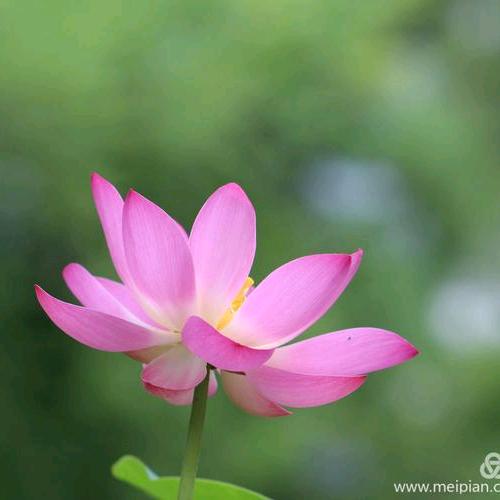 琪琪
