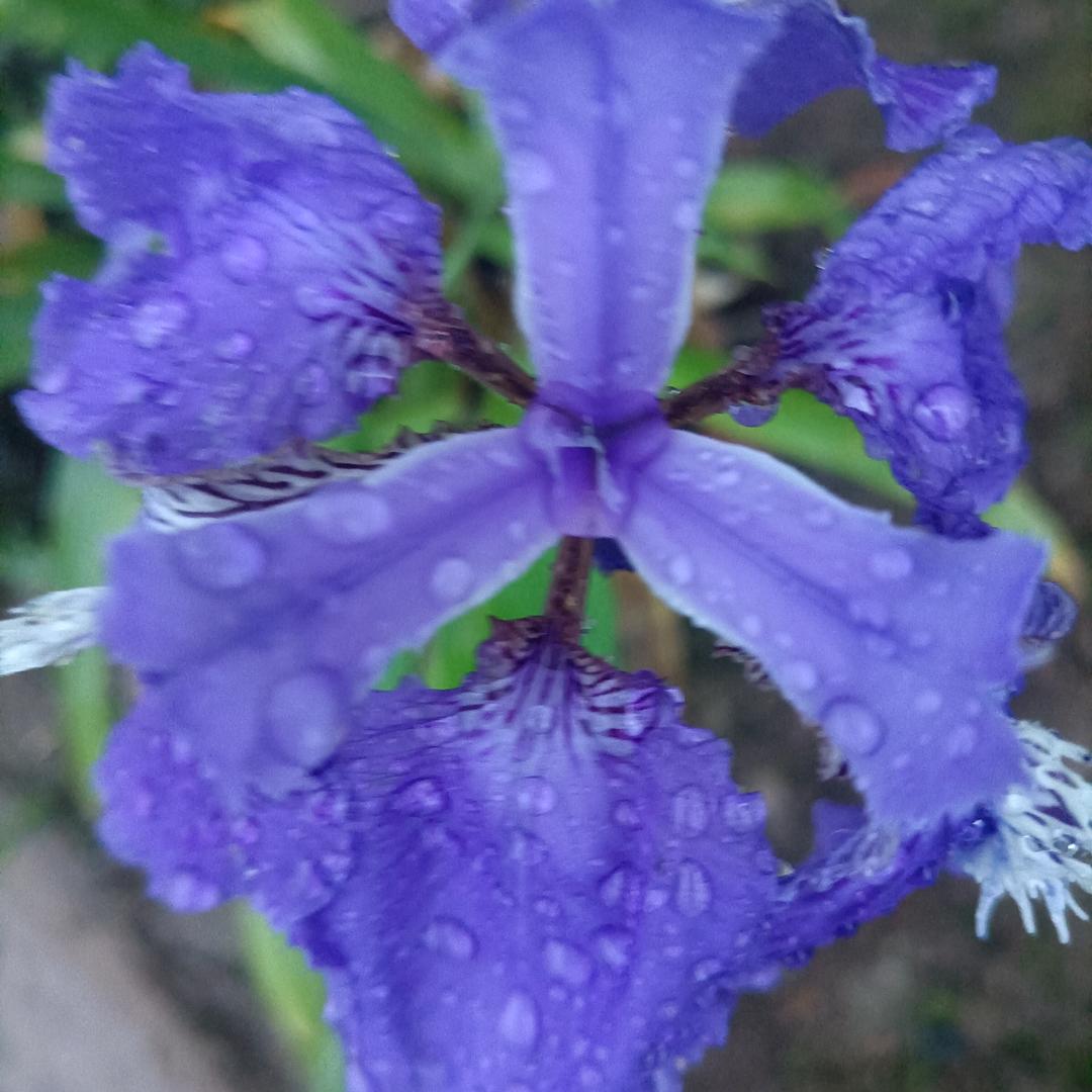 牛牛的奶奶👵