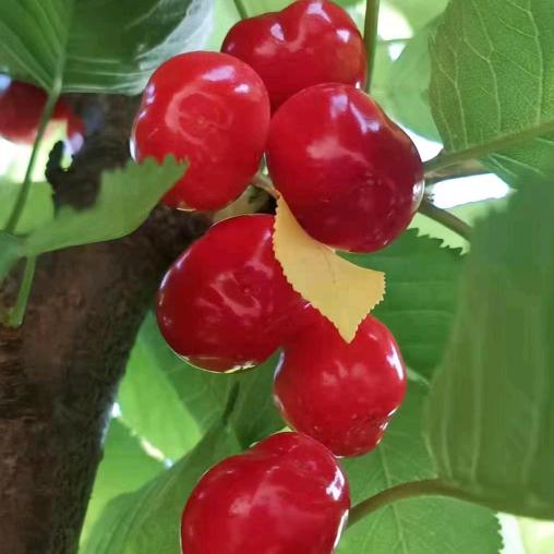 冯军樱挑鱼塘菜园子