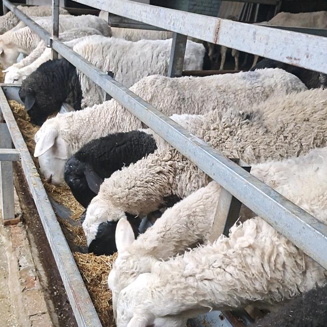 宏源养殖（技术服务）