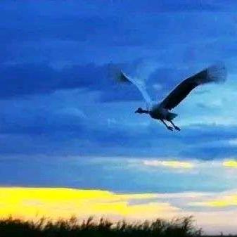 闲云野鹤-黄廣行