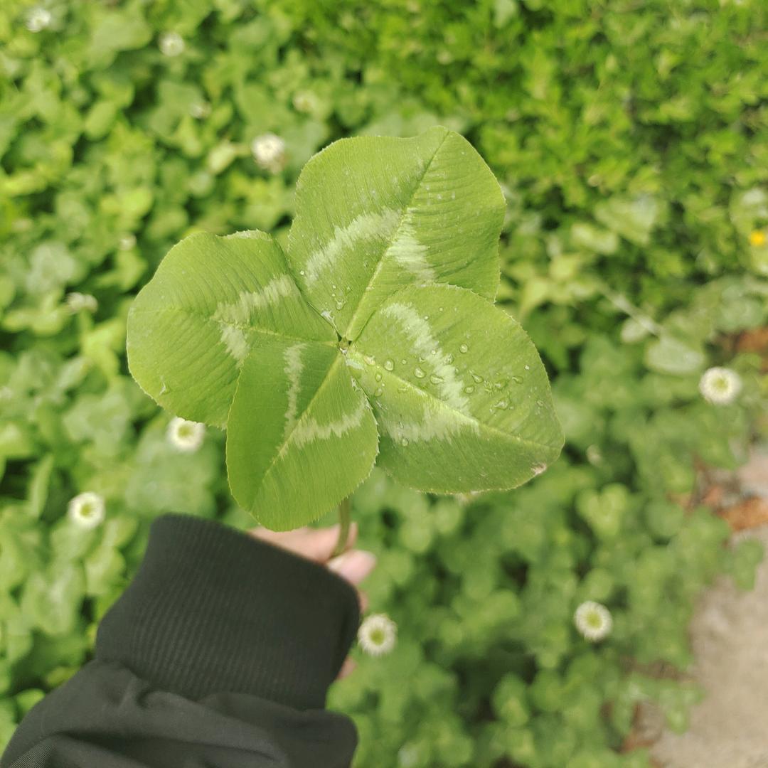 逗
