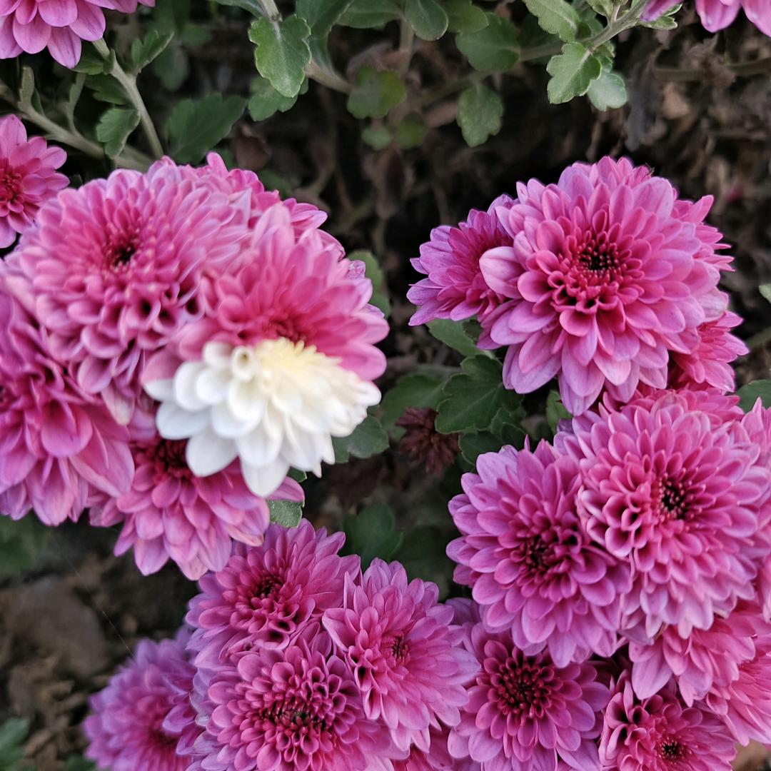 漯河市福田公司张春霞