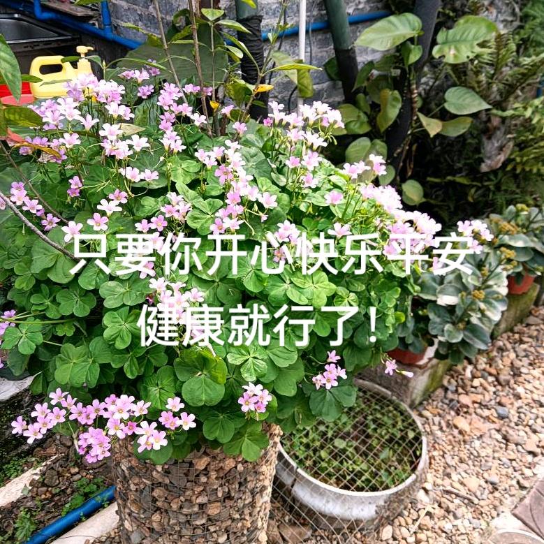 吉祥如意!