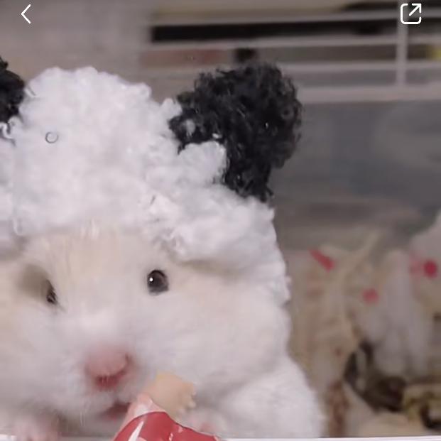 糯米熊熊屋✨💞