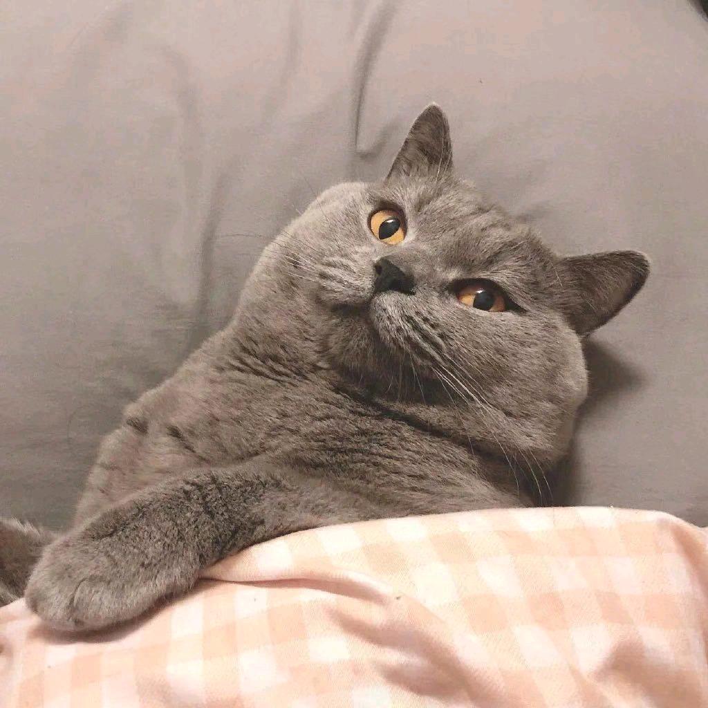 菠萝✔