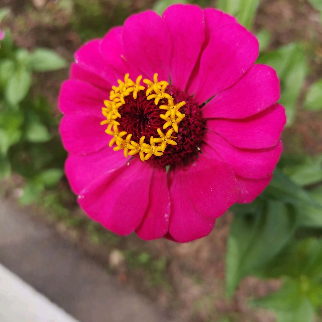 东北哥们11优选