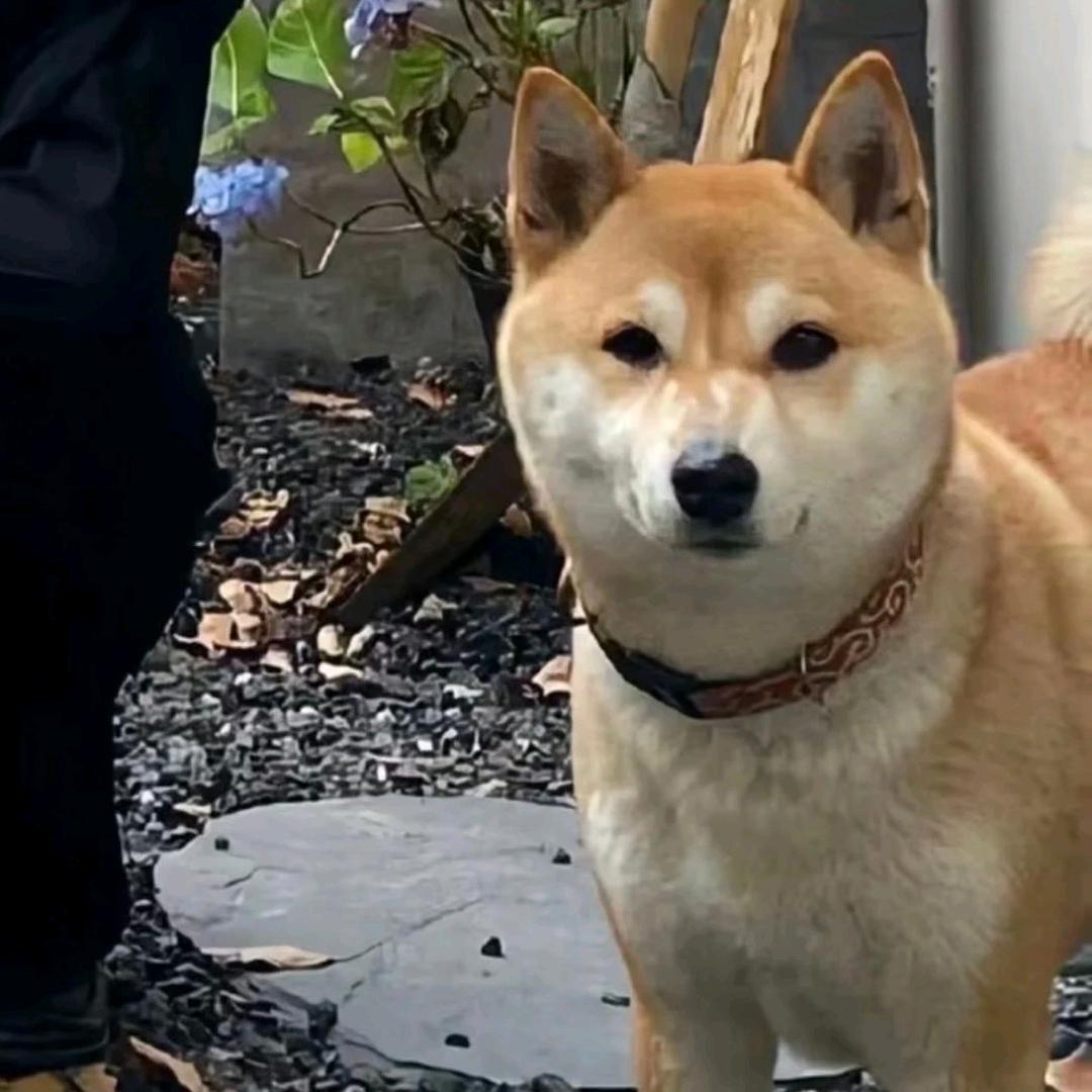 冬子