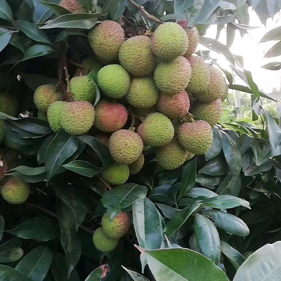 合江荔枝崽崽