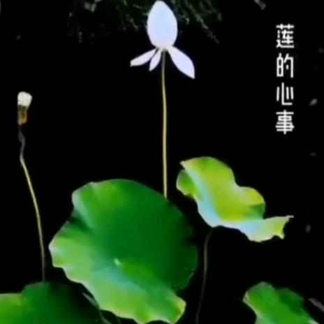 新区健康整装 {王导}