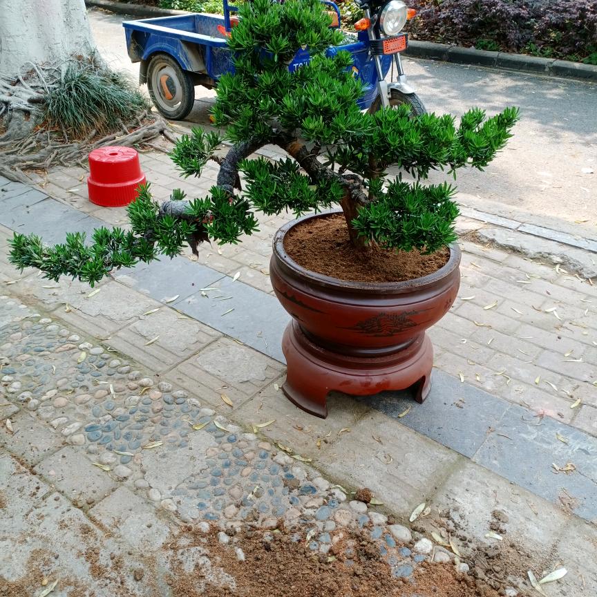 千木盆栽