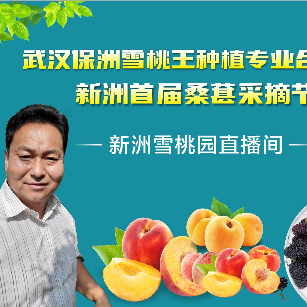 雪桃王果树苗木专营店