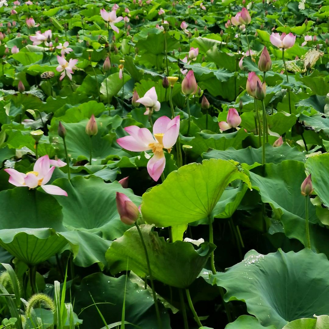🐉阿林🐉🌺🌷废品回收🌼🌸