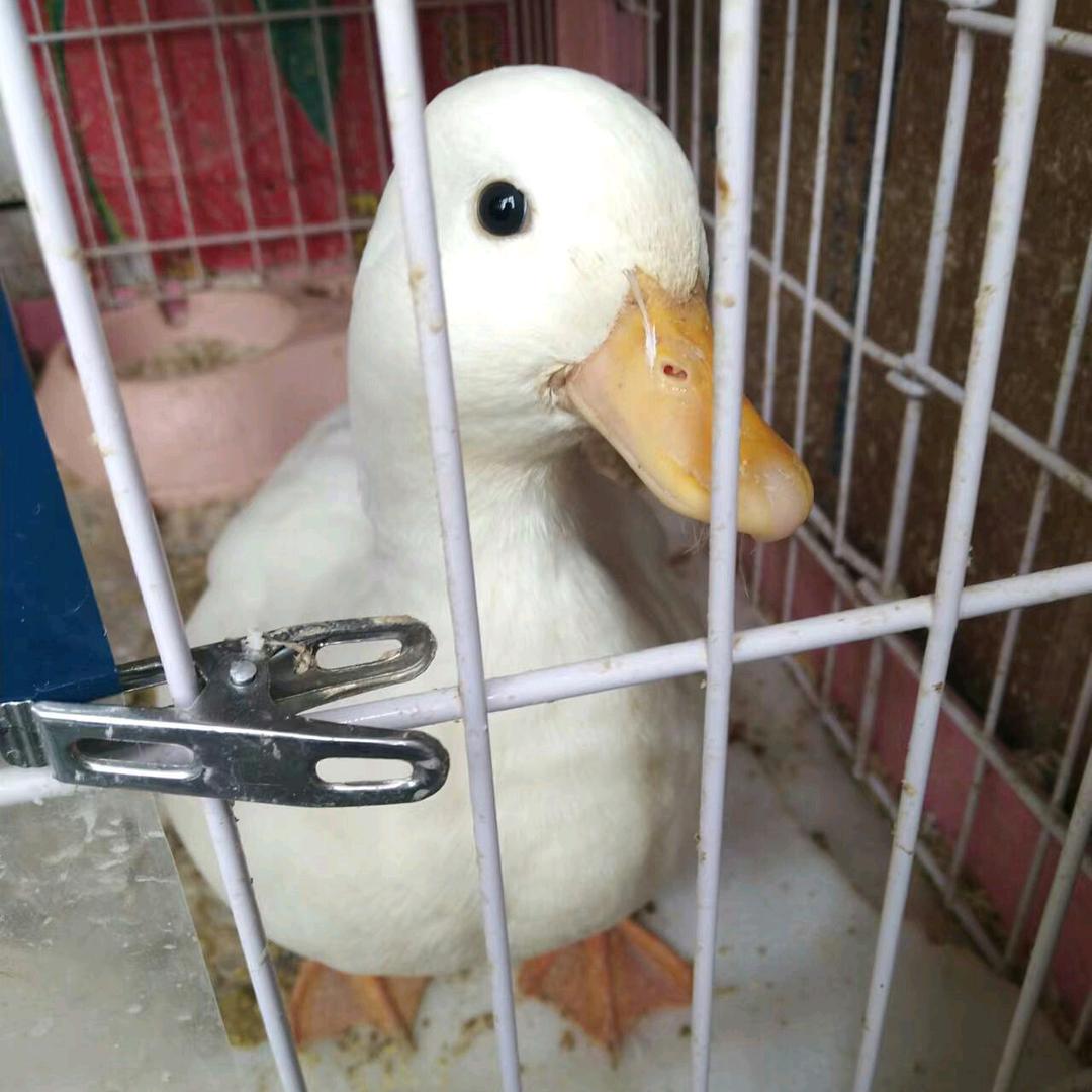 大蚂蚁电玩店
