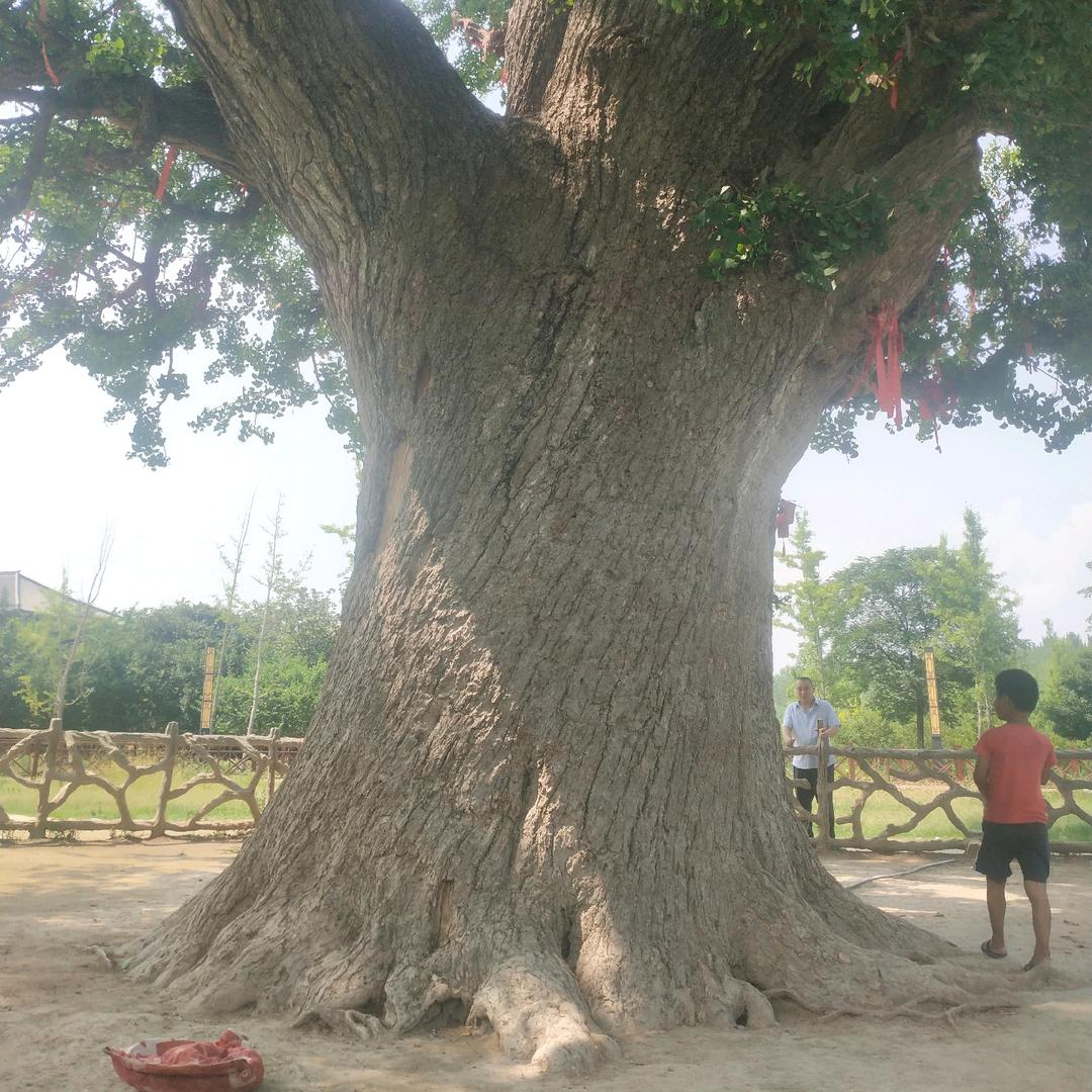 六个孙子的奶奶