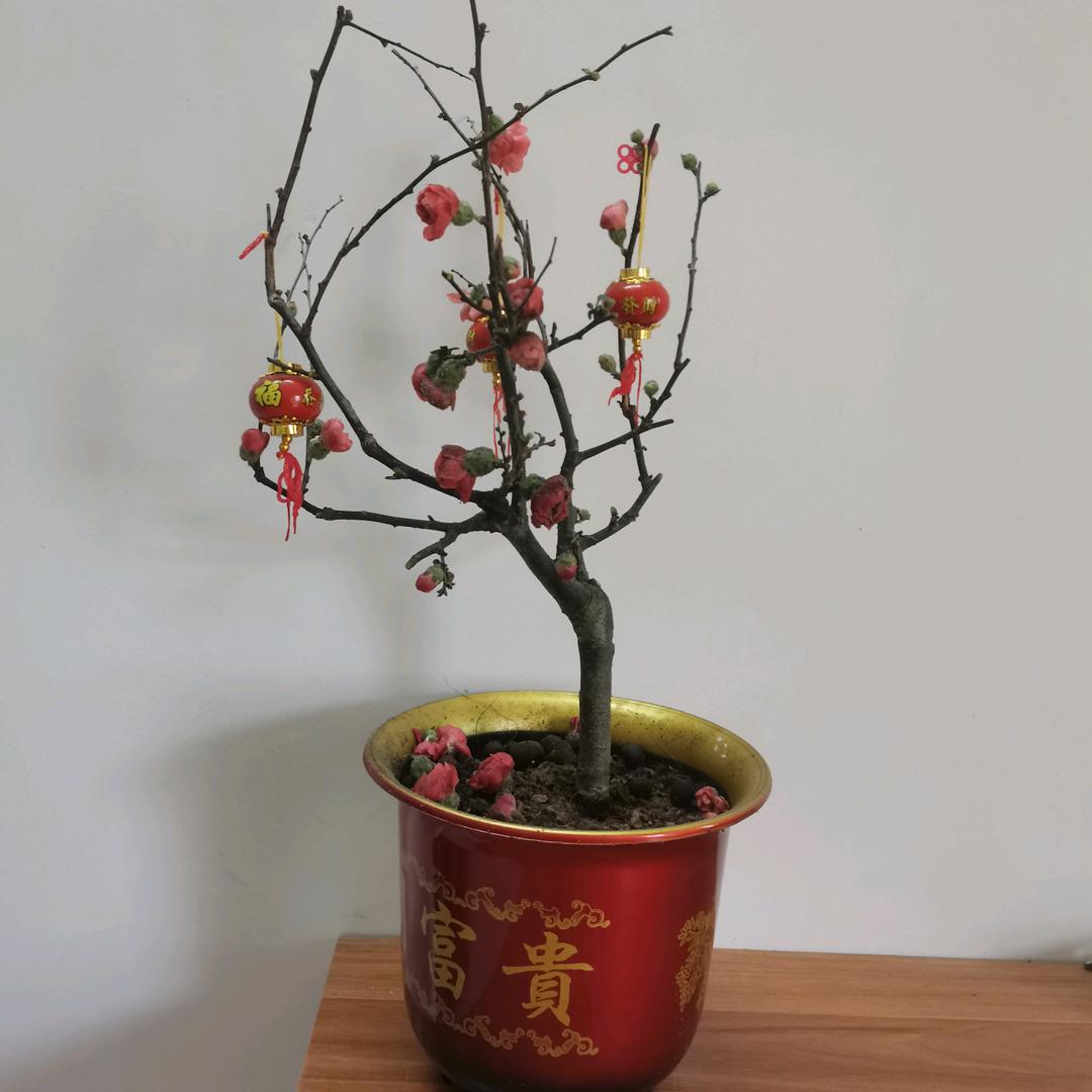 自由之星~~业余驻唱