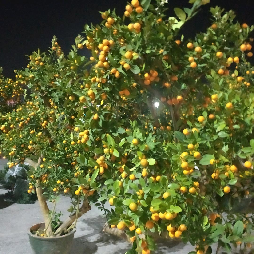 河边草
